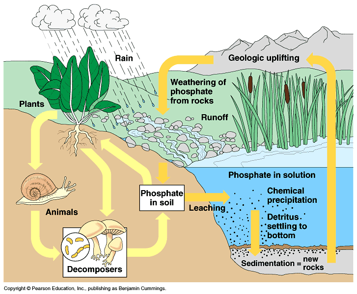 A photo showing geological ecosystems from the primary school science.
